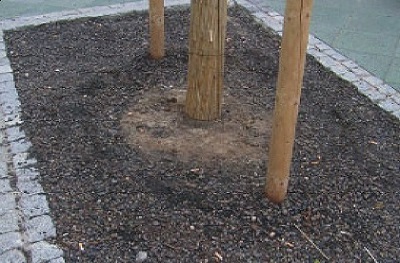 Substrat do drzew